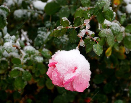 "The Frosted Rose", Lisa Kral, Digital Photography, Negotiable, lisagkral@gmail.com
