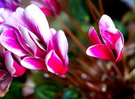 "Softness in Plum Creek", Lisa Kral, Digital Photography, Negotiable, lisagkral@gmail.com