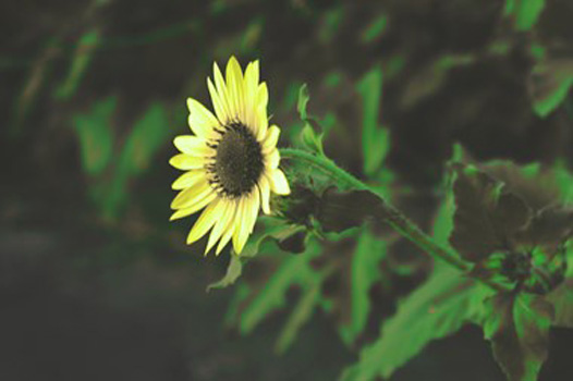 "Wild Vines", Angelica Craig, Digital Photography, 12"x8", $300, addisroots@gmail.com