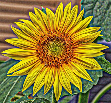 "Sunflower", Margaret King, Digital Photography, 8"x10", $75, https://inmybackyardmargaretaking.squarespace.com/