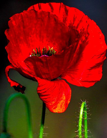 "Spring Poppy", Margaret King, Digital Photography, 8"x10", $75, https://inmybackyardmargaretaking.squarespace.com/