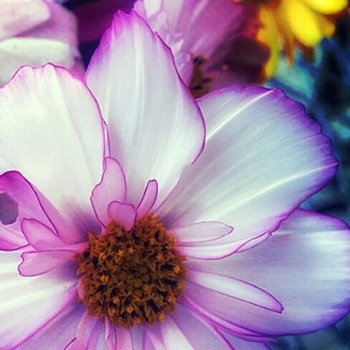 "Cosmos", Mary Ellen Sanger, Digital Photography, 8"x8", NFS, http://www.mesanger.wordpress.com/