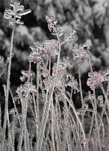"Ice Flowers", Jean Burnett, Digital Art from Photography, 26"x23", $600, http://www.photographybecomesart.com/