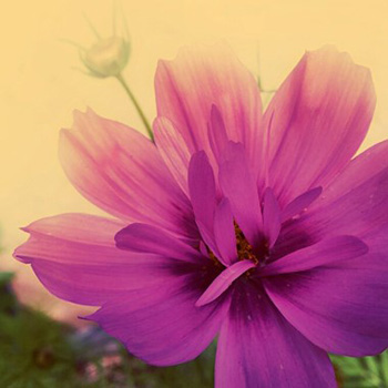 "Cosmos Sunset", Mary Ellen Sanger, Digital Photography, 8"x8", NFS, http://www.mesanger.wordpress.com/