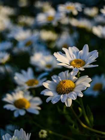 "Flower Gazing", Shawn Charles, Digital Photo Print on a Canvas, 16"x20", NFS, https://www.instagram.com/sc_captures/